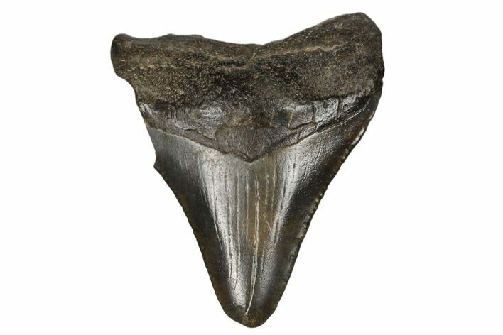 Juvenile Megalodon Tooth - South Carolina #183123